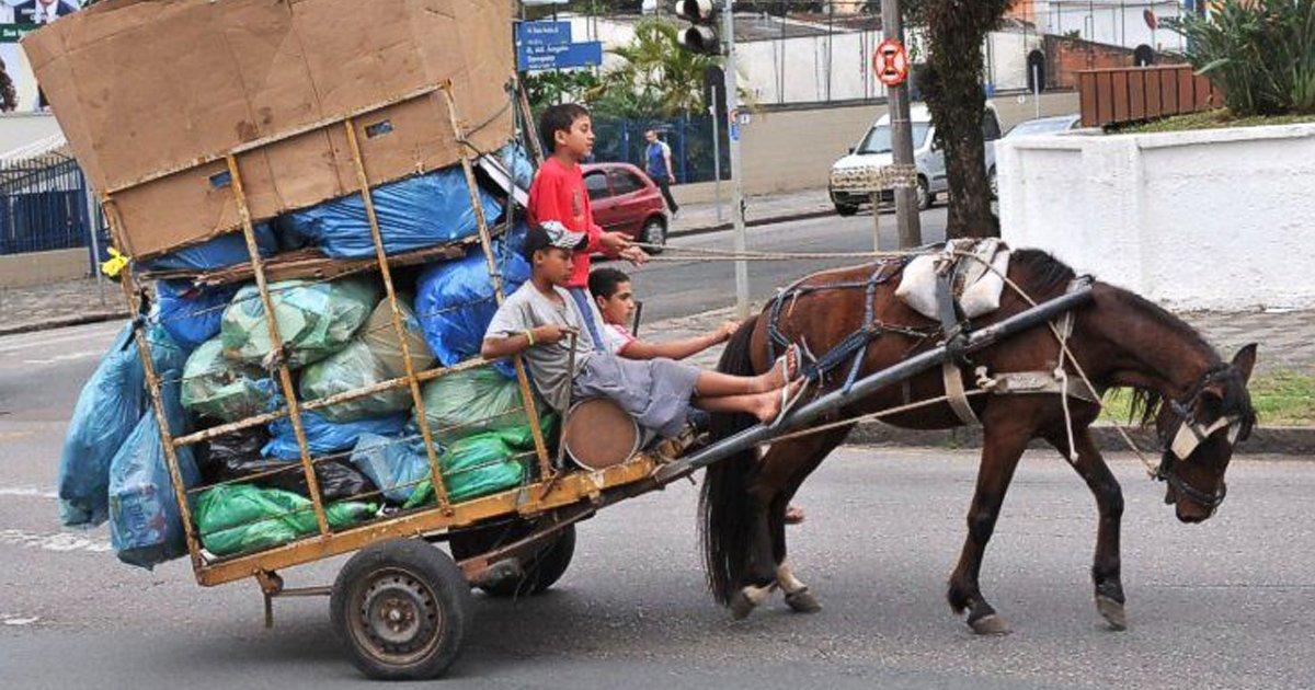 Resultado de imagen de maltrato animal Transporte animal