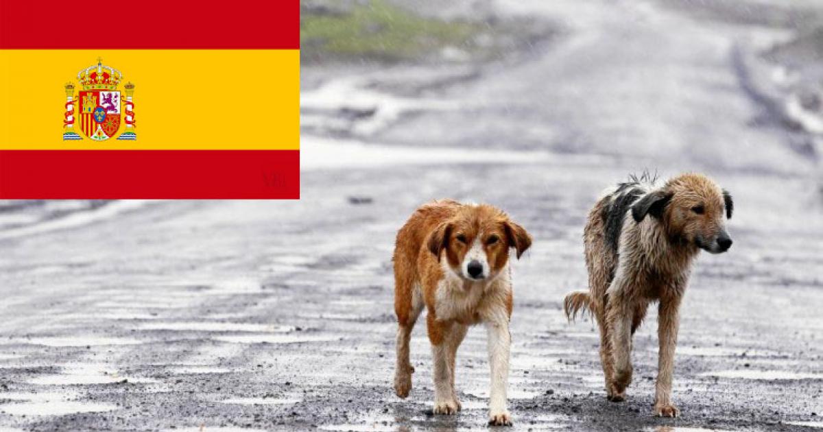 The Spanish Government Must Rescue Animals Abandoned In The Pandemic