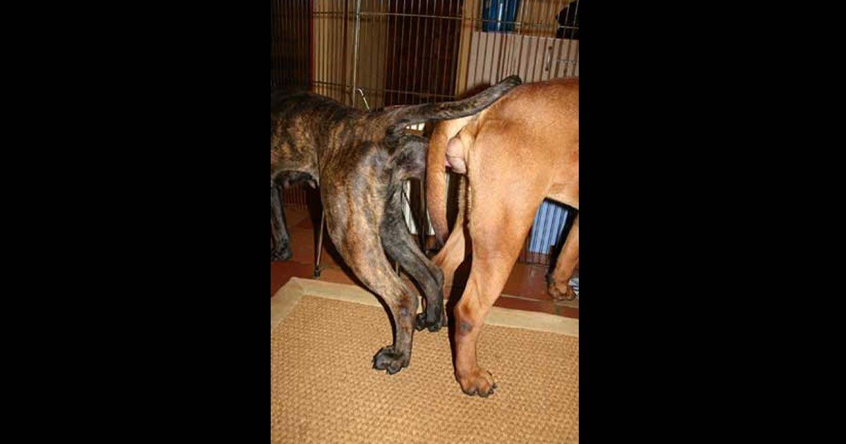 demand the dissolution of inbreeding in canine breeding!