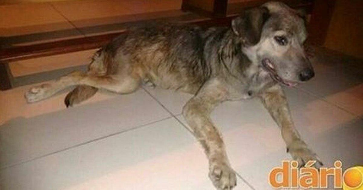 Echen de la Iglesia al cura que quiere sacrificar a perrita que va a misa