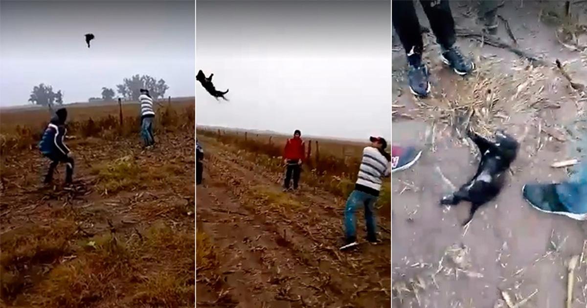 Hanno ucciso un cane con una mazza da baseball
