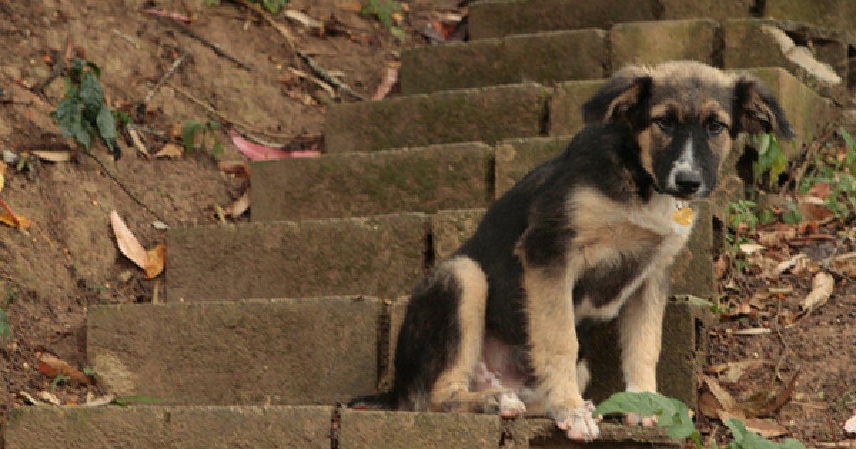 Létat Doit Créer Un Refuge Pour Chiens Et Chats Errants