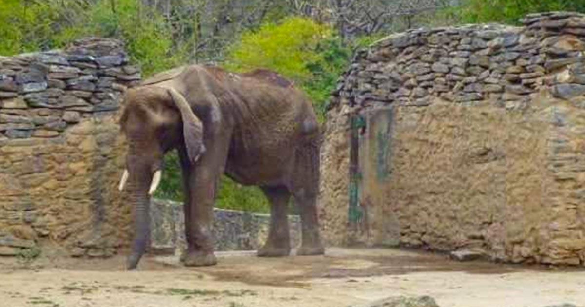 The animals are dying for lack of food, so much so that the elephant is ...