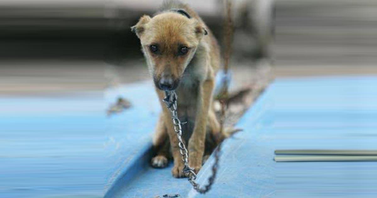Stop dogs being tied to ropes/chains