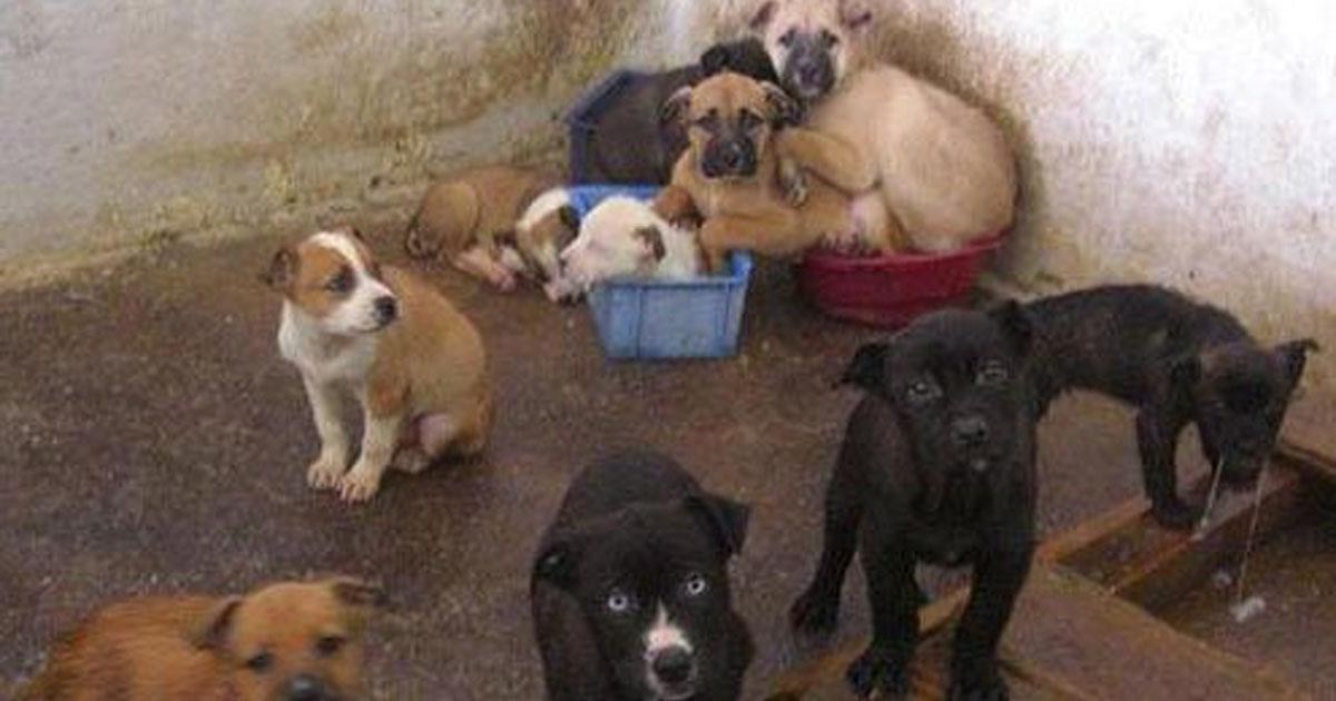 Salvar a todos los perros de la Perrera Municipal, casi la mitad son