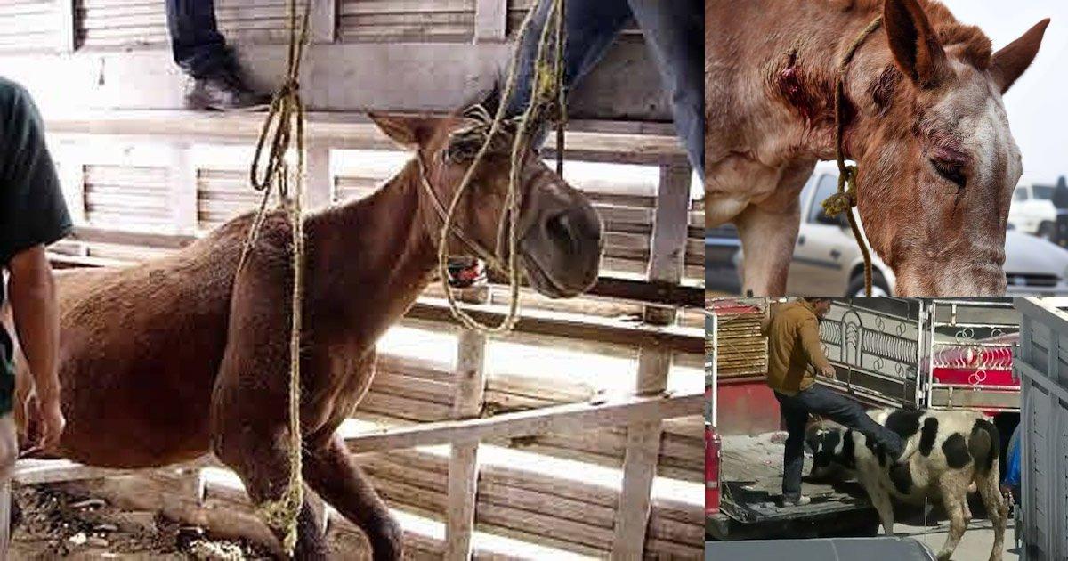 Cierre del Mercado de San Bernabé, un Infierno para los Animales!