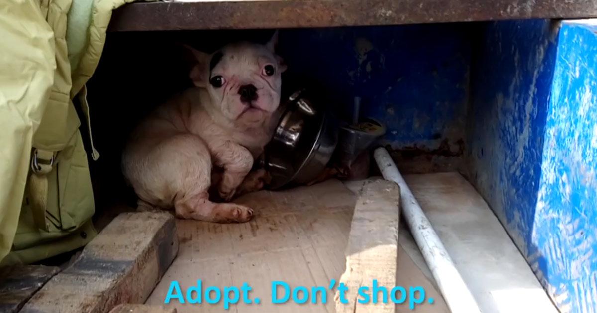No to the puppy mills in China