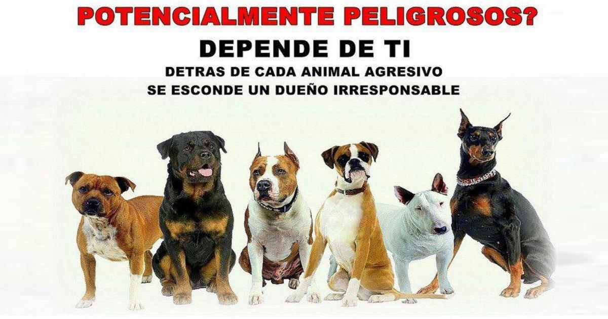 Resultado de imagen de potentially dangerous dogs