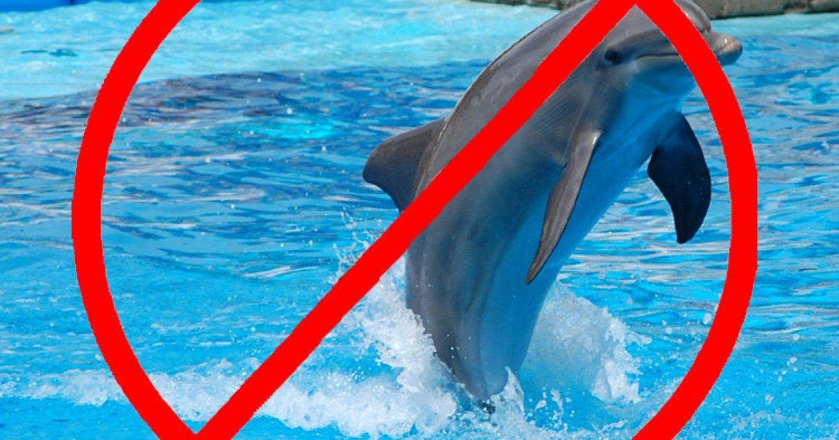 ÐÐ°ÑÑÐ¸Ð½ÐºÐ¸ Ð¿Ð¾ Ð·Ð°Ð¿ÑÐ¾ÑÑ delfinarium stop