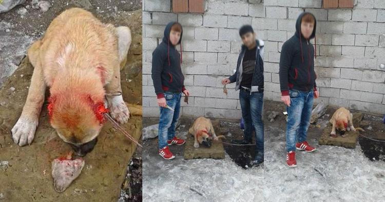 Eles cortaram as orelhas a este cão para uma selfie, enviá-los para a prisão, por favor!