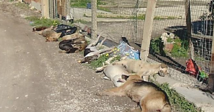 46 cani avvelenati 4 cani impiccati in Sicilia