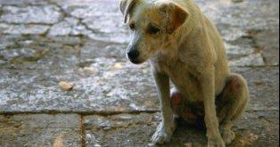 Prisão e multas para os abusadores animais!